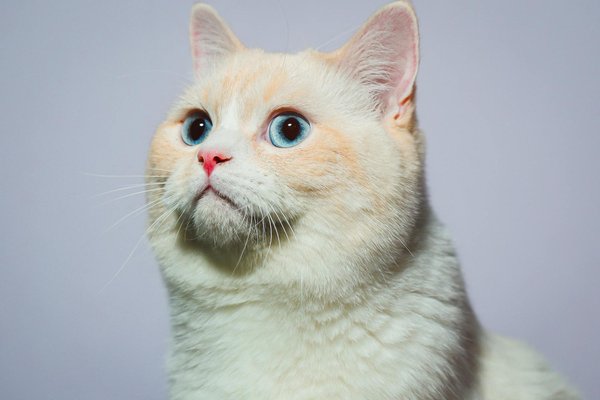 Essential Strategies to Safeguard Your Rabbit Against Myxomatosis