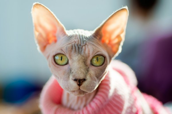 Essential Care Tips for Sphynx Cats: Thriving in the Chilly British Climate