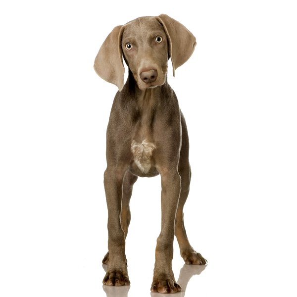 Ultimate Exercise Guide for Weimaraners: Tailored Routines for Your Energetic Breed