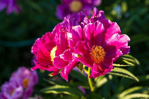 Eco-Friendly Boating: Tips for UK Owners to Protect Freshwater Ecosystems and Aquatic Wildlife