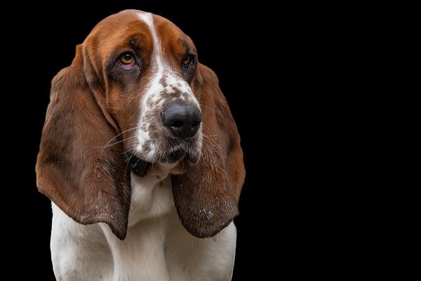Discover the perfect basset hound for your family today